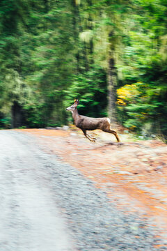Young Buck Leaping Across Forest Road