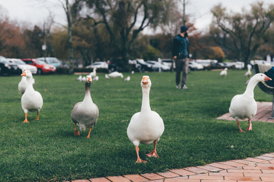 Group of ducks