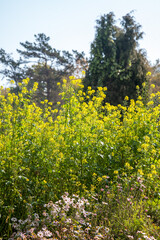 Yellow wild autumn flowers in the forest