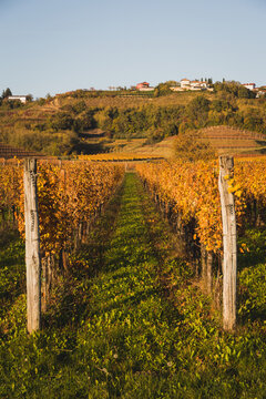 vineyards in autumn