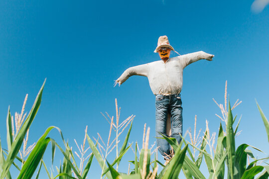 Closeup of a scarecrow in a corn field