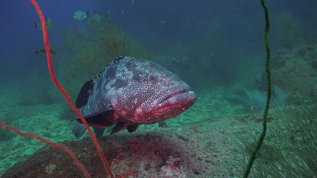 Malabar Grouper; Epinephelus malabaricus regurgitates food