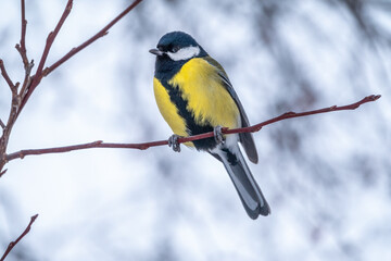 Cute bird Great tit, songbird sitting on a branch without leaves in the autumn or winter.