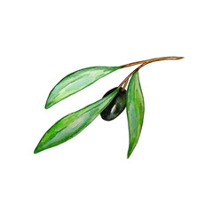 Watercolor olive tree branch with leaves and black olives