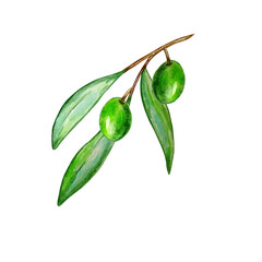 Watercolor olive tree branch with leaves and green olives