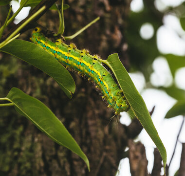 Saturniid moth larvae on the tree