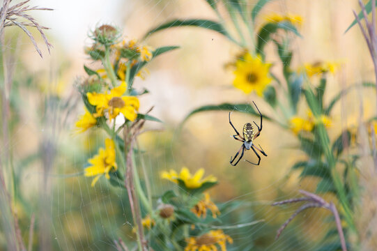 Golden Orb Weaver Spider And Web Among Sunflowers