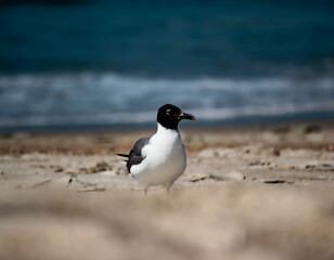 Laughing Gull