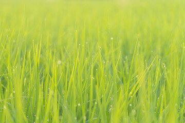 Fototapeta premium Photos of rice plants in the field The water drops in the morning during the sunrise.