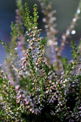 Pink and white calluna or heather plant macro. Dreamy micro world, bokeh lights from drops of water, wet plant in soft focus
