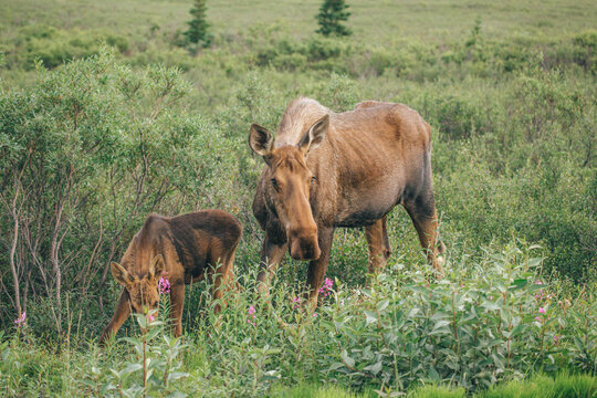 Denali Moose Family