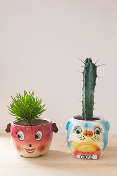 collection of succulents and cactus in quirky retro pots