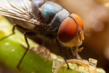 Close up of the Diptera on green leaf in the forest with blurred green background. House Fly or...