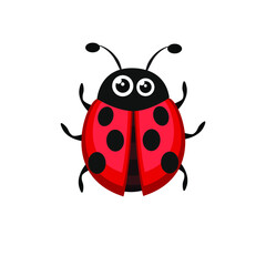 ladybug