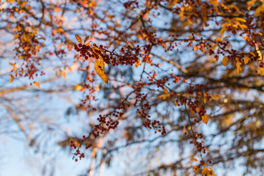 autumnnal ornamental crabapples