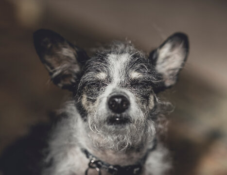 Scruffy terrier with her eyes closed into the sun.