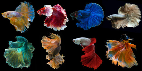 Set of beautiful eight betta fish, Collection in varies movement of multi color Siamese fighting fish, Halfmoon betta (Rosetail), Rhythmic of betta splendens isolated on black background.