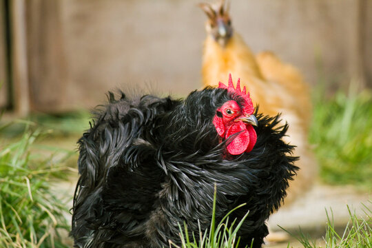A fancy rooster and hen outside chicken coop