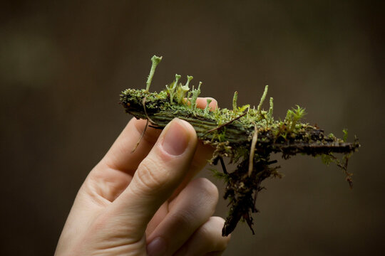 Hand holding wood with lichen on it