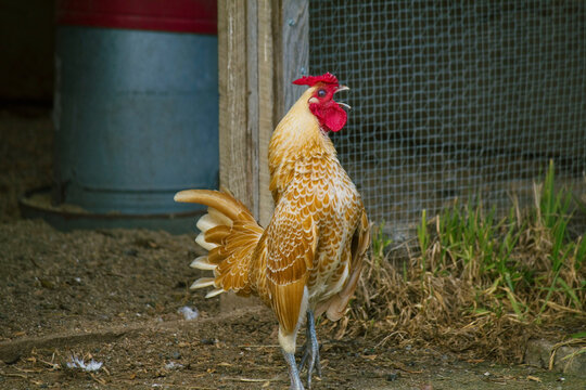 Rooster crowing