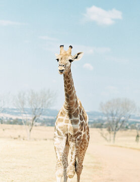 Giraffe on Safari in South Africa
