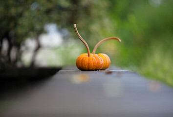 Two small and perfect pumpkins with long stems