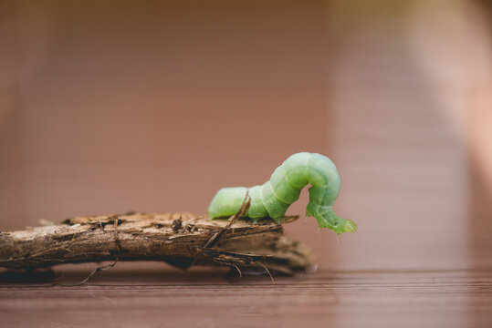Cabbage worm