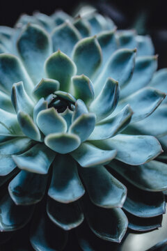 Houseleek