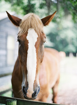 Farm Horse