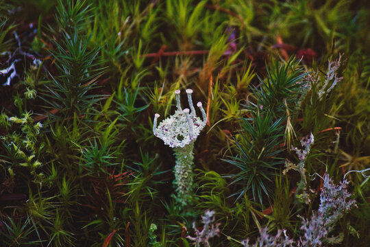 Lichen in mossy forest