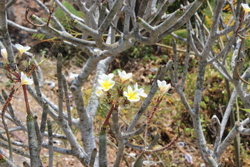 white porcelain flower, yellow pistil