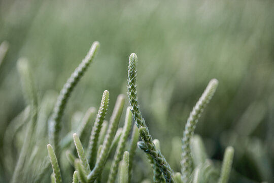Close up of crassula muscosa