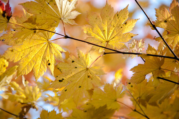 Naklejka na ściany i meble Yellow autumn maple leaves bright background