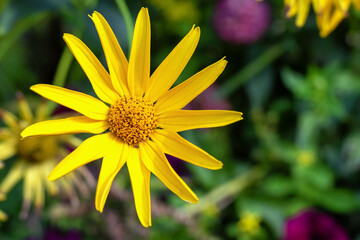 Yellow Heliopsis flower in the garden, background.