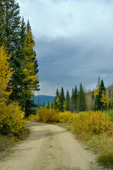 a dirt road winds through fall aspen trees with a storm in the background in this vertical landscape in Colorado