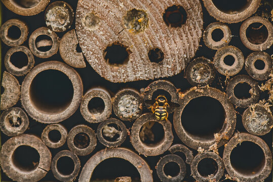 mason bee house