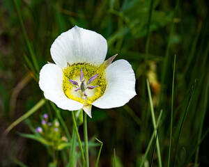 Closeup of a mariposa lily growing in a mountain field along Shrine Pass Rd, Colorado