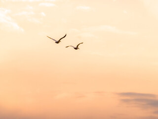 Two white pelicans flying in a pastel sunset sky at Cherry Creek SP, Colorado