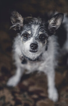 Scruffy terrier looking at the camera with intelligence