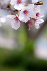 桜の花(Sakura)