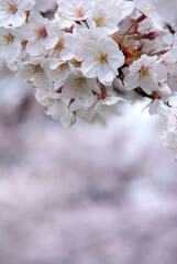 桜の花(Sakura)