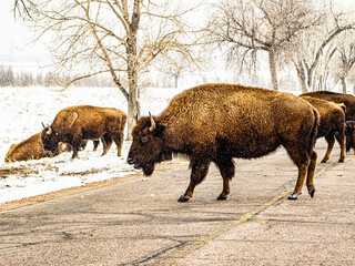 Bison crossing the road on a snowy, winter day at Rocky Mountain Arsenal NWR