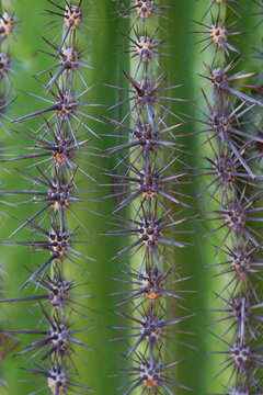 cactus thorns