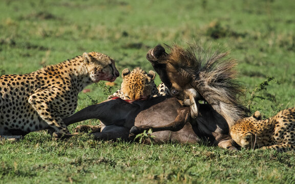 Cheetahs meal