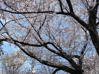 満開の桜（石神井川）