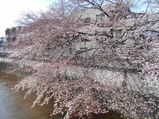 満開の桜（石神井川）