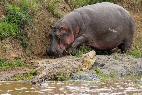 Hippo vs. Crocodile