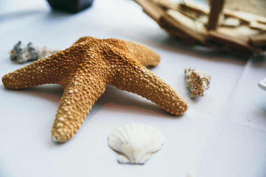 A variety of aquamarine species and a big starfish placed on a table