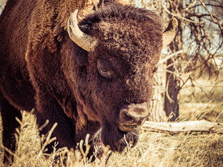 Looking into face of a bison at Rocky Mountain Arsenal NWR