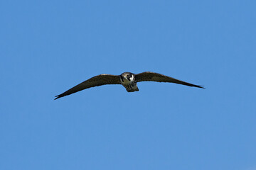 Eurasian hobby (Falco subbuteo) in flight in its natural enviroment in Denmark